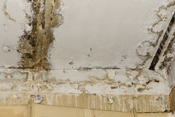 Best Mold-Related Health Consultation  in Ninety Six, SC
