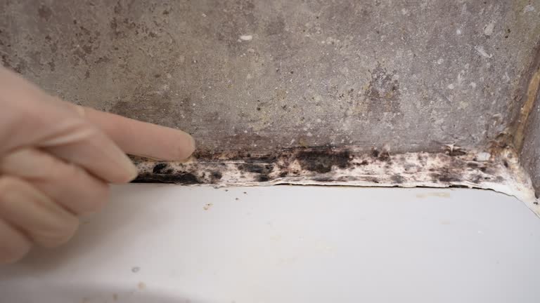 Best Emergency Mold Remediation  in Ninety Six, SC